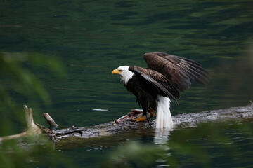 American Bald Eagle Fishing in a Lake - 516094637