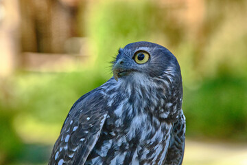 The Barking Owl is a medium-sized hawk-owl. Hawk-owls lack the definite heart-shaped face of the tyto-owls (which include the Barn Owl, Tyto alba). Adult Barking Owls are grey-brown above, with white 