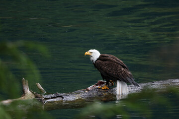 American Bald Eagle Fishing in a Lake - 516094648