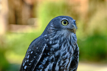The Barking Owl is a medium-sized hawk-owl. Hawk-owls lack the definite heart-shaped face of the tyto-owls (which include the Barn Owl, Tyto alba). Adult Barking Owls are grey-brown above, with white 