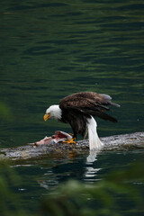 American Bald Eagle Fishing in a Lake - 516094662