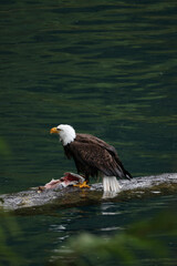 American Bald Eagle Fishing in a Lake - 516094671