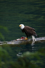 American Bald Eagle Fishing in a Lake - 516094678