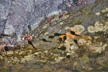 The Tadpoles staying in the shallow.  Kyoto Japan
