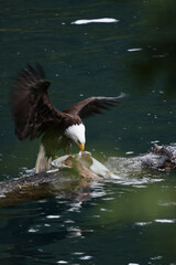 American Bald Eagle Fishing in a Lake - 516094685