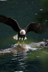 American Bald Eagle Fishing in a Lake - 516094687