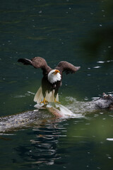 American Bald Eagle Fishing in a Lake - 516094693