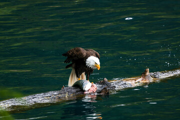 American Bald Eagle Fishing in a Lake - 516094804