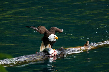 American Bald Eagle Fishing in a Lake - 516094833