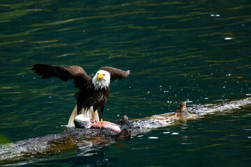 American Bald Eagle Fishing in a Lake - 516094854