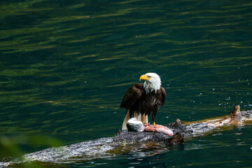American Bald Eagle Fishing in a Lake - 516094883