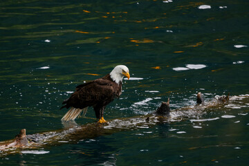 American Bald Eagle Fishing in a Lake - 516095002
