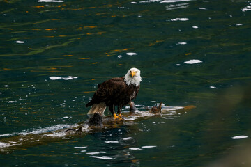 American Bald Eagle Fishing in a Lake - 516095012
