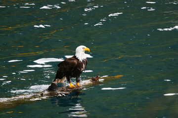 American Bald Eagle Fishing in a Lake - 516095026
