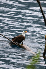 American Bald Eagle Fishing in a Lake - 516095045
