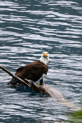 American Bald Eagle Fishing in a Lake - 516095046