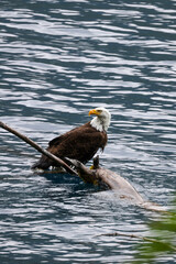 American Bald Eagle Fishing in a Lake - 516095070