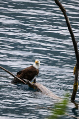 American Bald Eagle Fishing in a Lake - 516095078