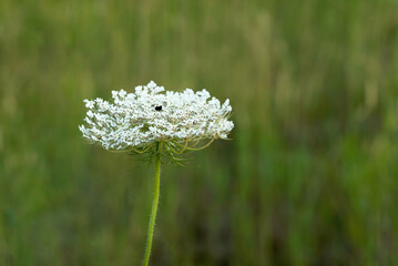 White Queen Anne's lace wildflower on green background