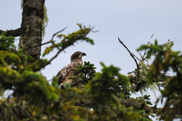 Juvenile Bald Eagle Closeup - 516095217