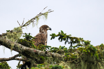 Juvenile Bald Eagle Closeup - 516095225