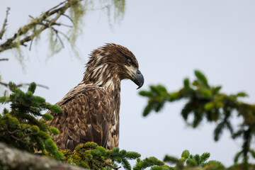 Juvenile Bald Eagle Closeup - 516095279