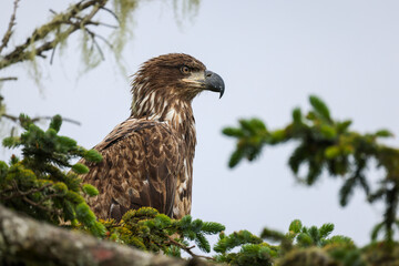 Juvenile Bald Eagle Closeup - 516095283