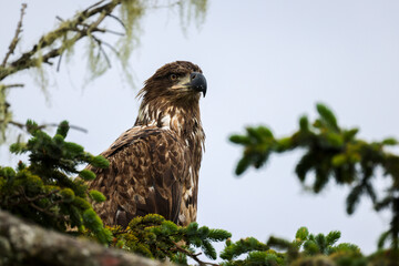 Juvenile Bald Eagle Closeup - 516095299