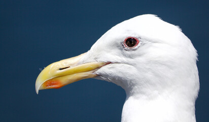 Seagull Portrait2