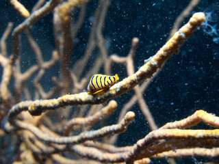 Tiger egg cowrie living in coral