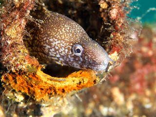 Moray eel in the pipe