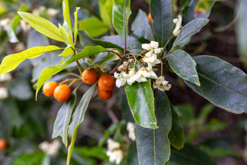 A tree with white blooming flowers and orange berries