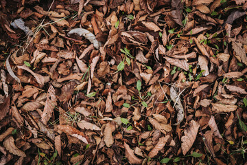 Background of fallen brown leaves. Autumn concept texture. 