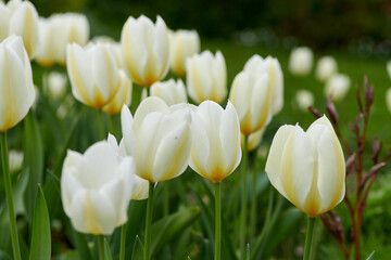 Closeup view of white tulips growing, blossoming, flowering in lush green garden at home. Bunch of flowers blooming in landscaped backyard. Horticulture, cultivation of love symbol decorative plants