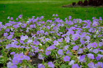 Obraz premium field of beautiful purple flowers