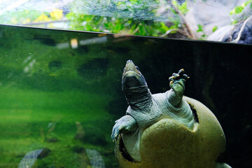 A turtle in aquarium swimming in water
