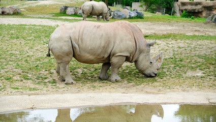Naklejka premium white rhino in the wild zoo