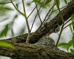 Bird on tree feeding babies