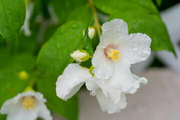 雨上がりの満開のバイカウツギ
