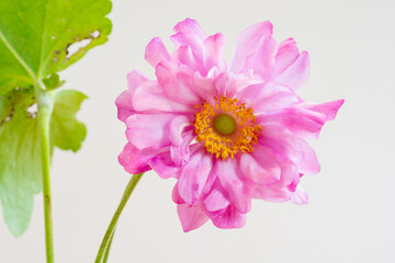 白背景のピンクの可愛い花
