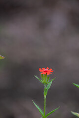 赤い花のアメリカセンノウ
