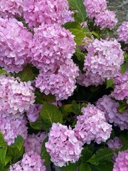 Pink Flowers for Bees