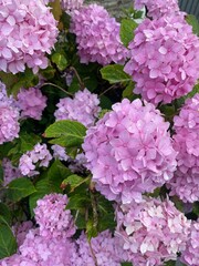 Pink Flowers for Bees