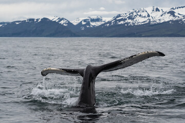 Fototapeta premium humpback tail