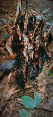 burnt leaves walpaper