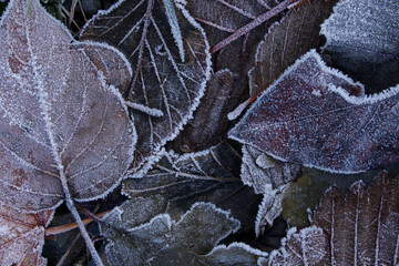 Frosty Leaves