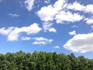 Fototapeta premium Trees, Sky, and Clouds