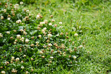シロツメクサ・花・草・草むら・草原・足元・雑草・緑