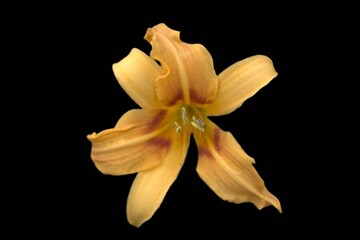 yellow lily isolated on black