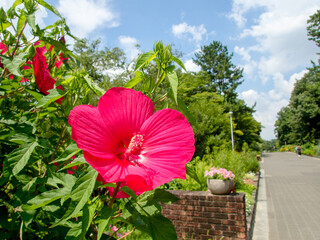 Fototapete bei efototapeten.de bestellen   